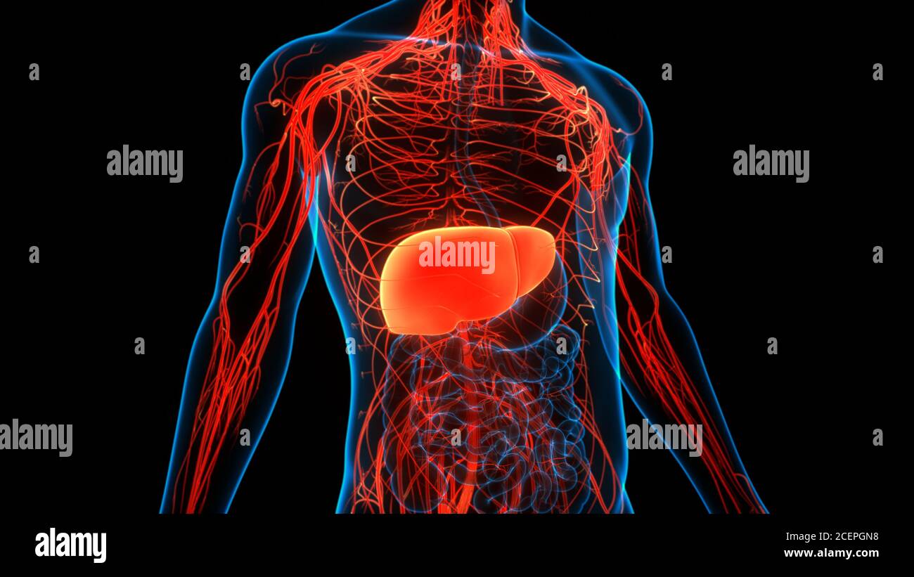 Human Internal Digestive Organ Liver Anatomy Stock Photo - Alamy