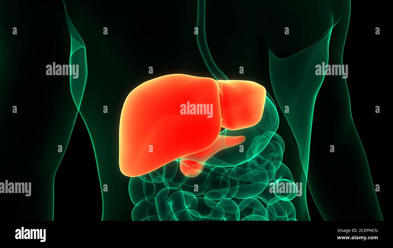 Human Internal Digestive Organ Liver Anatomy Stock Photo - Alamy