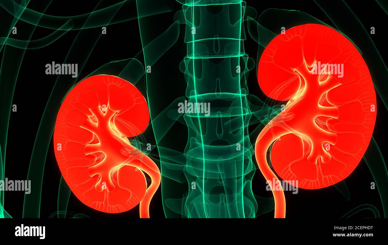 Human Urinary System Kidneys with Bladder Anatomy Stock Photo - Alamy