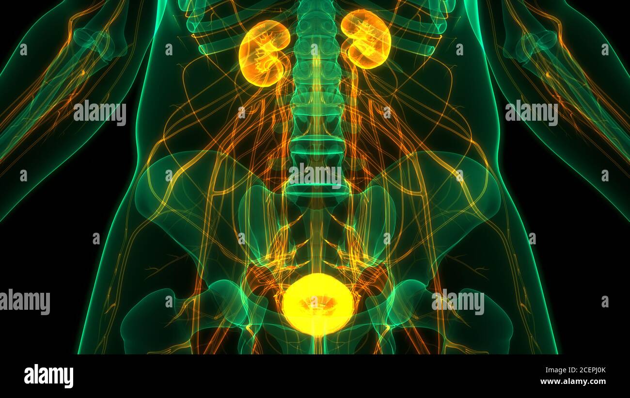 Human Urinary System Kidneys with Bladder Anatomy Stock Photo - Alamy