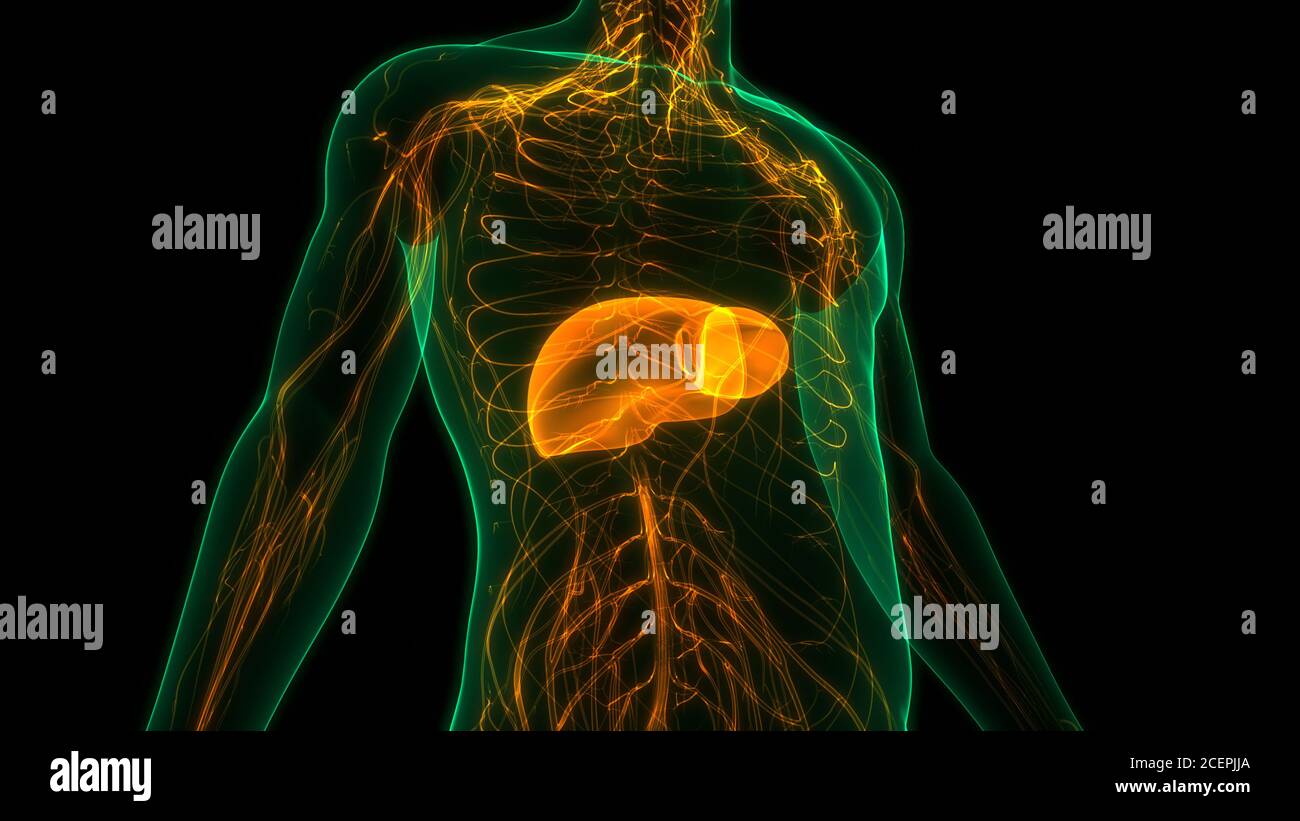 Human Internal Digestive Organ Liver Anatomy Stock Photo - Alamy
