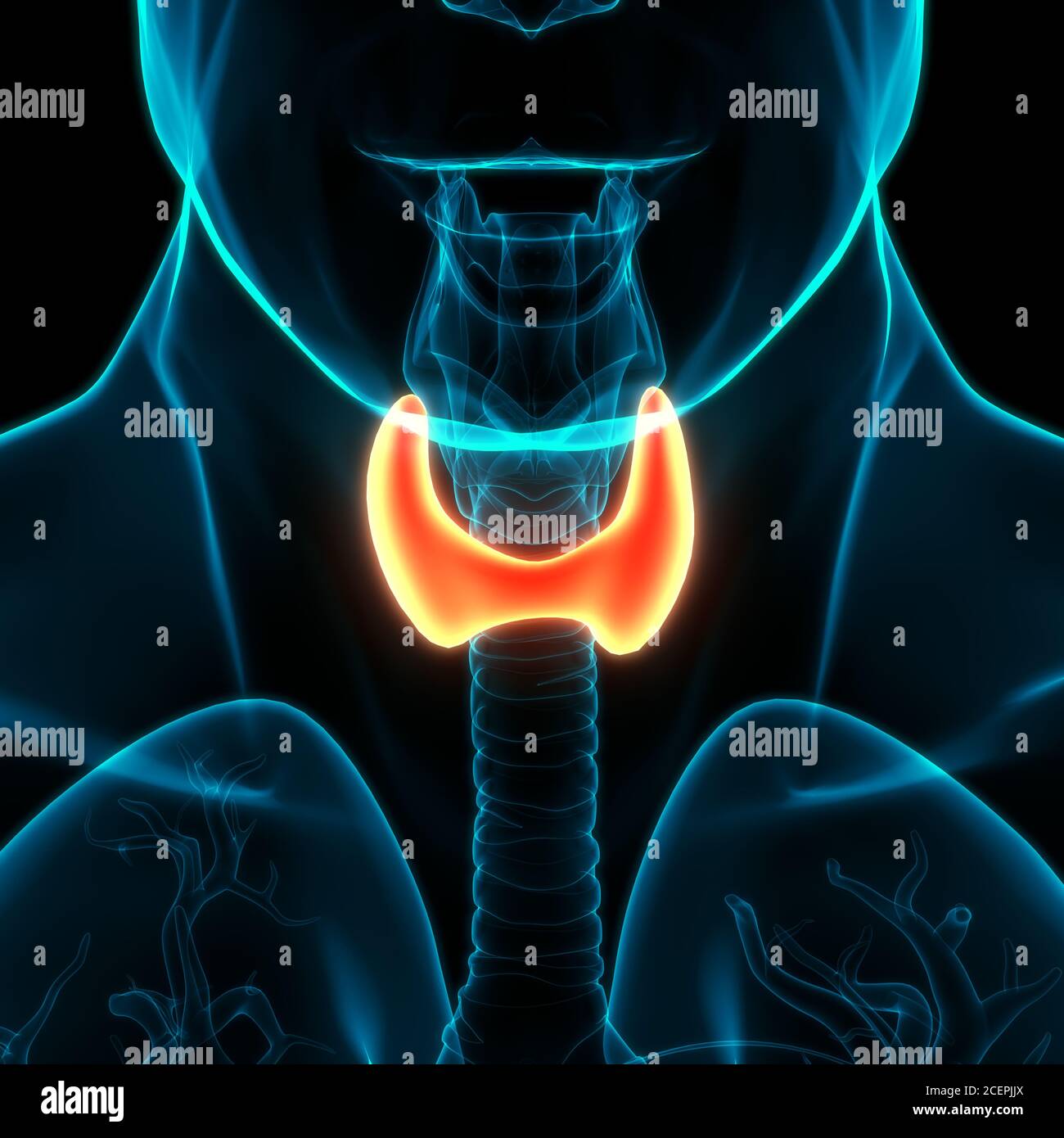 Human Body Glands Thyroid Gland Anatomy Stock Photo Alamy