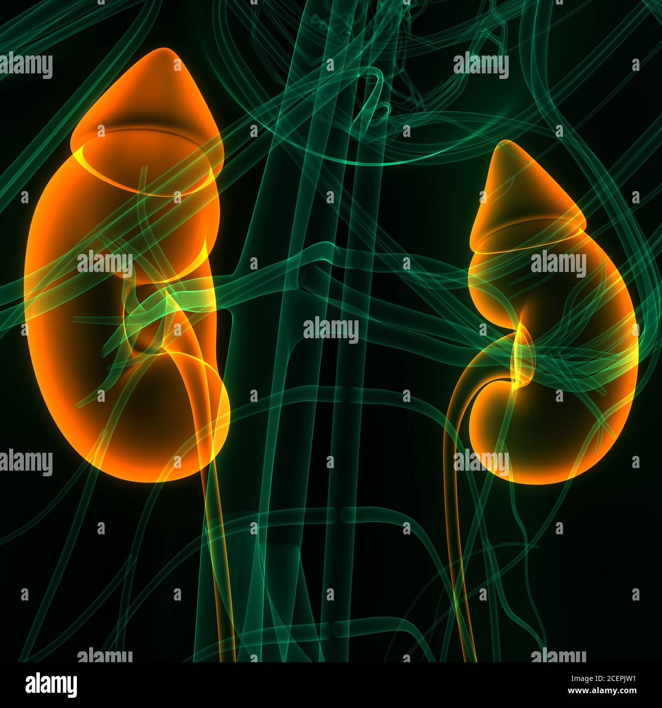 Human Urinary System Kidneys with Bladder Anatomy Stock Photo - Alamy