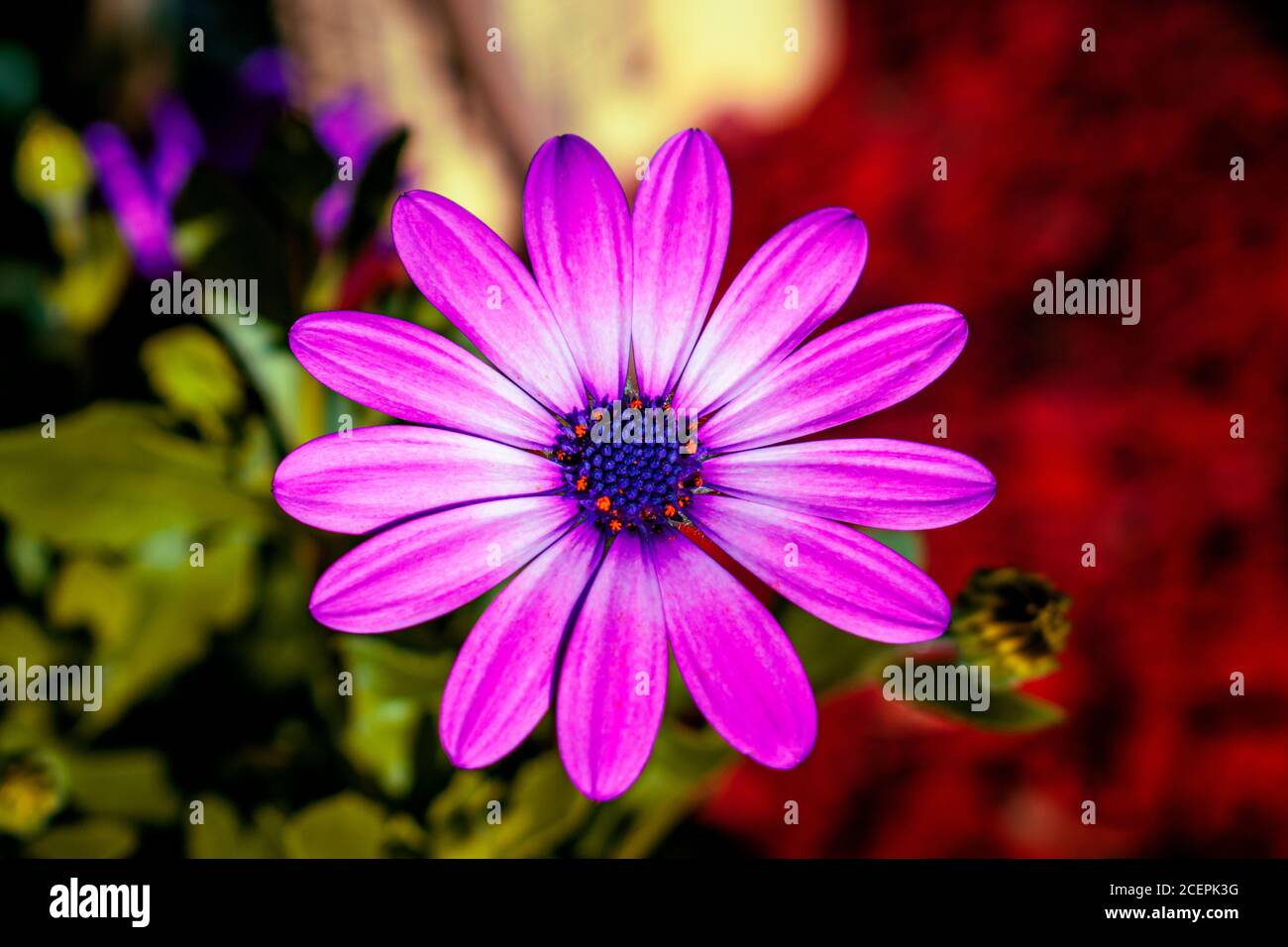 Closeup shot of a purple flower Stock Photo - Alamy