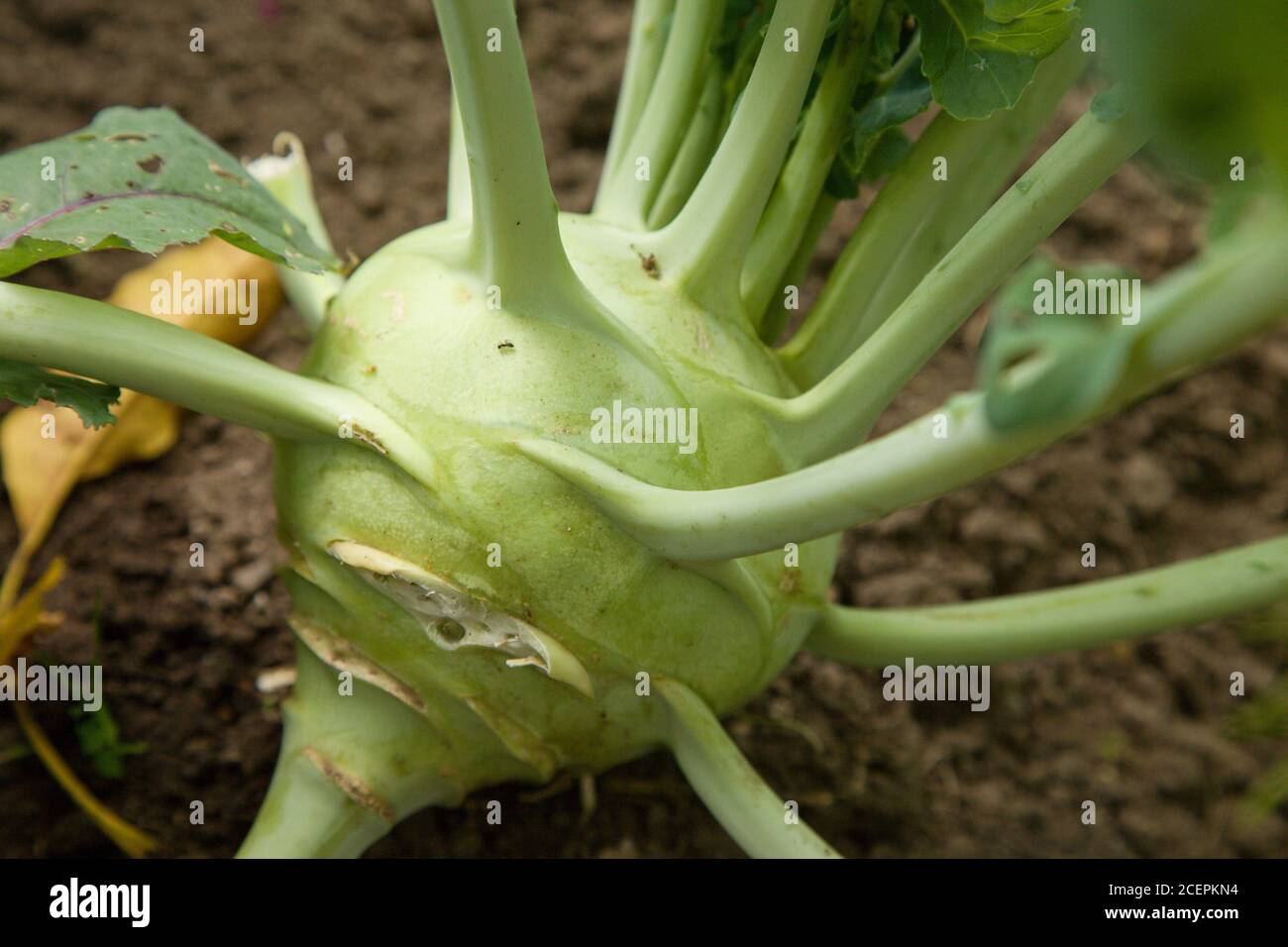 Huge green cabbage turnip in the garden, Slovakia Stock Photo