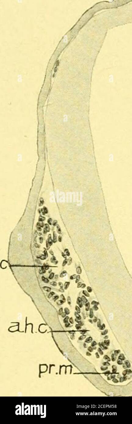 . Journal of comparative neurology . Fig. 11 Parasagittal section near  median surface of mandibular nerve, embryoof pig 17 mm. in length. E,  eustachian tube; Jug, jugular vein; Man, mandibu-lar nerve; Ot, otic  ganglion; *S, semilunar ganglion. Fig. 12