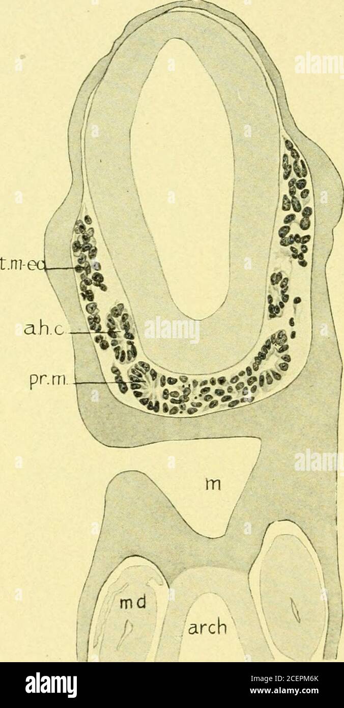 . Journal of comparative neurology . Fig. 11 Parasagittal section near  median surface of mandibular nerve, embryoof pig 17 mm. in length. E,  eustachian tube; Jug, jugular vein; Man, mandibu-lar nerve; Ot, otic  ganglion; *S, semilunar ganglion. Fig. 12