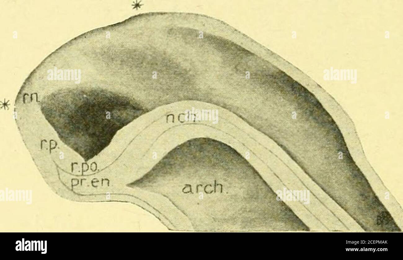 . The Journal of comparative neurology and psychology. jrch k** Fig. 4 ...