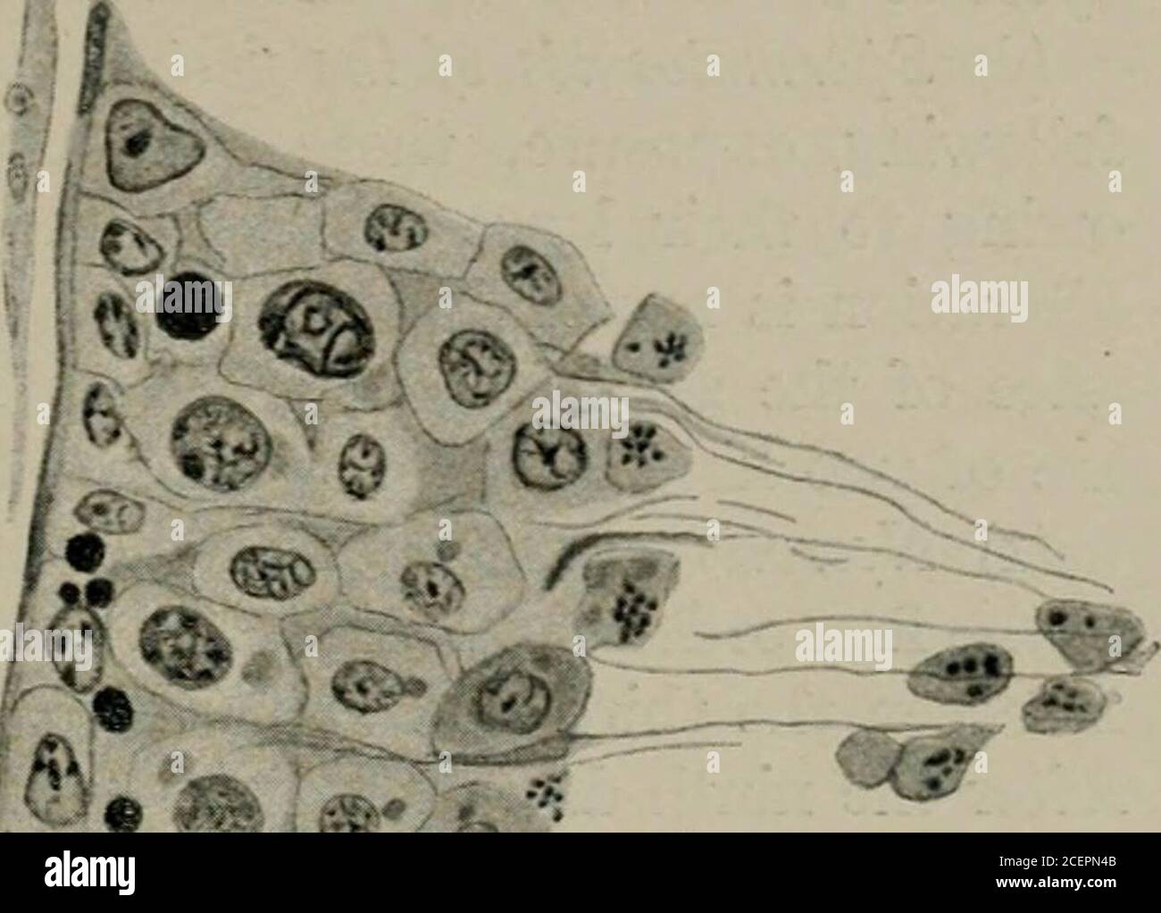 . Radium, X rays and the living cell. Fig. 40.—Seminiferous tubule