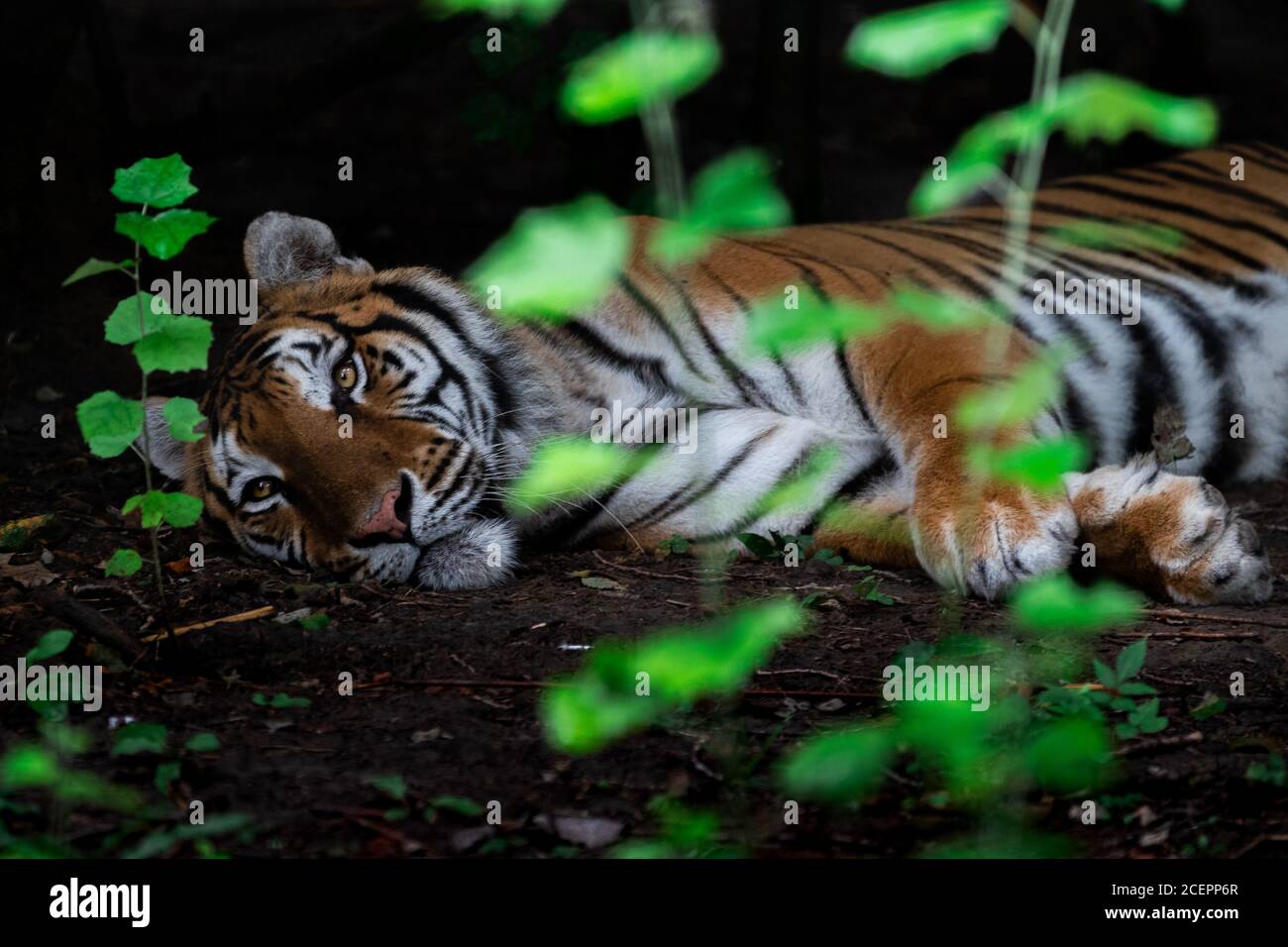 Tiger in the jungle Stock Photo