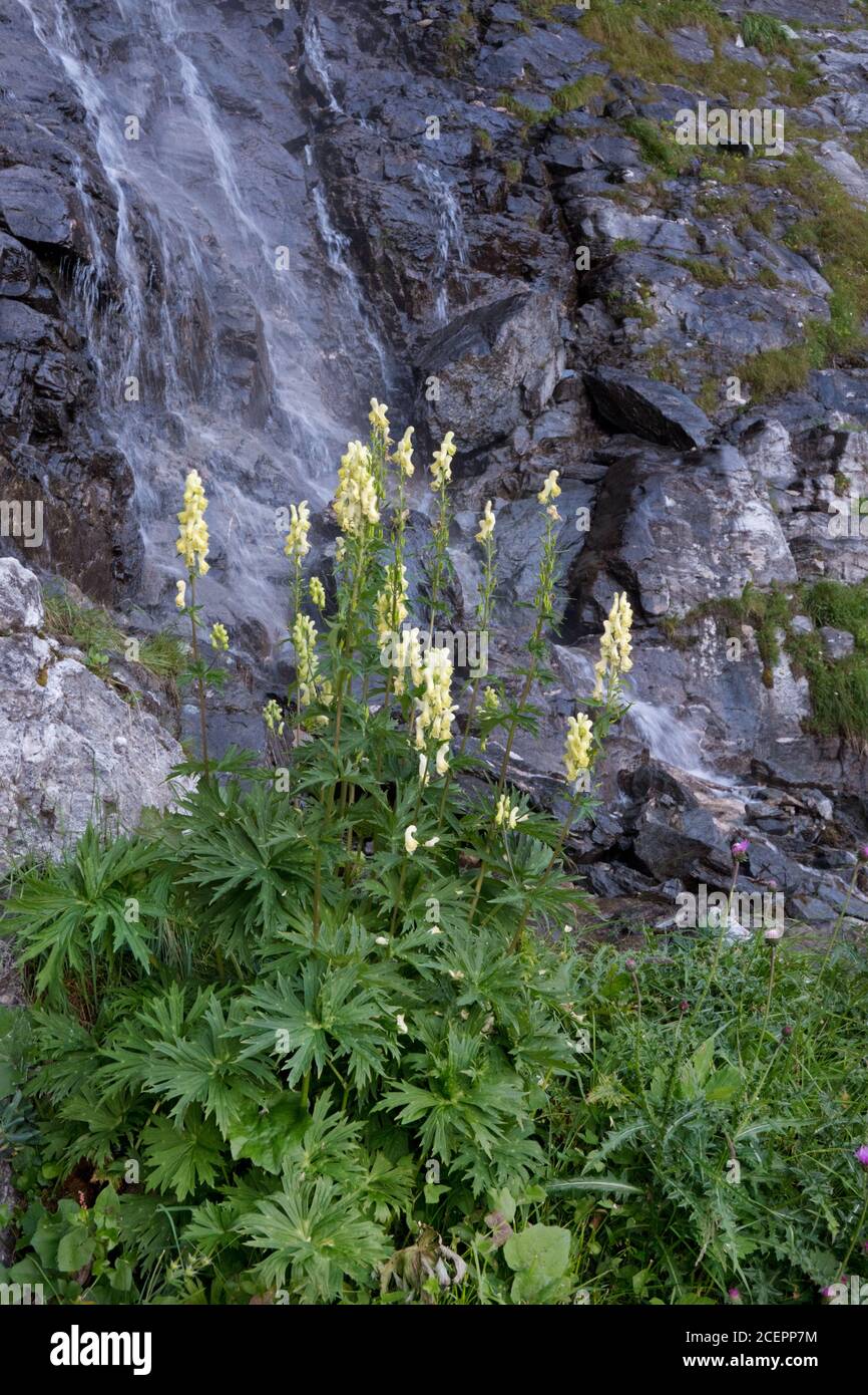 Wolf’s bane, Aconitum vulparia, growing in front of a waterfall on a dark rock Stock Photo
