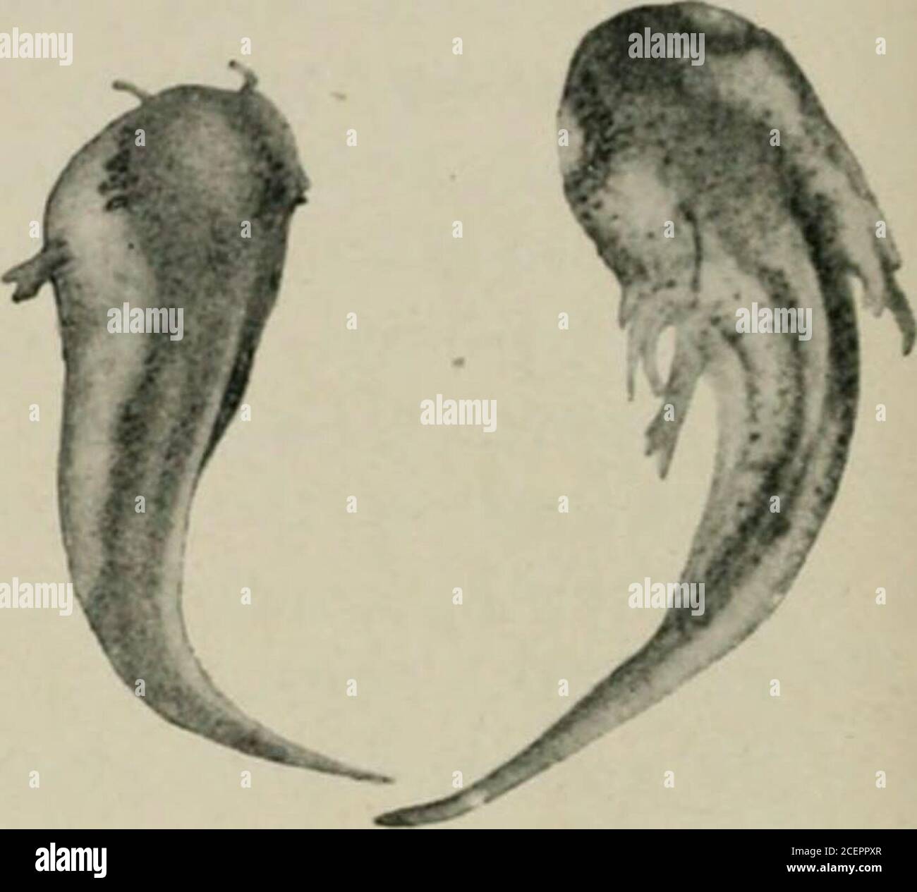 . Radium, X rays and the living cell. i. CONTROLS Stock Photo Alamy