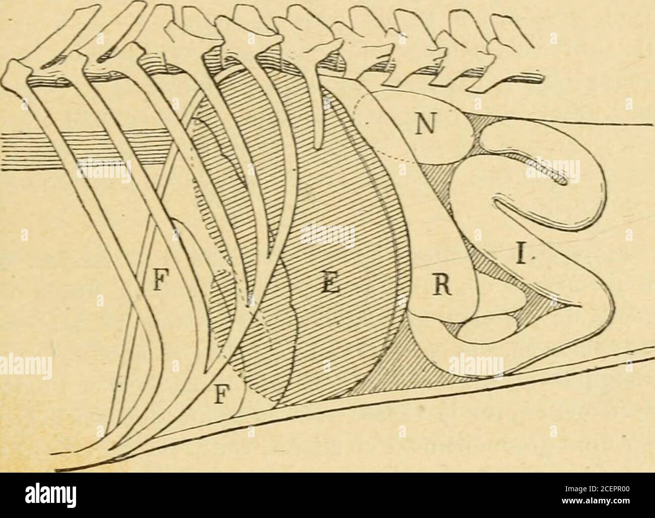 Semiologie Et Diagnostic Des Maladies Des Animaux Domestiques Ier D Diaphragme F Foie E Esloniac R Rate N Rein 1 Intestin Region Costale Gauche Symplomatique Dune Surchargedaliments Semiologie Et Diagnostic Des Maladies Des Animaux Domestiques Ier D Diaphragme F Foie E Esloniac R Rate N Rein 1 Intestin Region Costale Gauche Symplomatique Dune Surchargedaliments