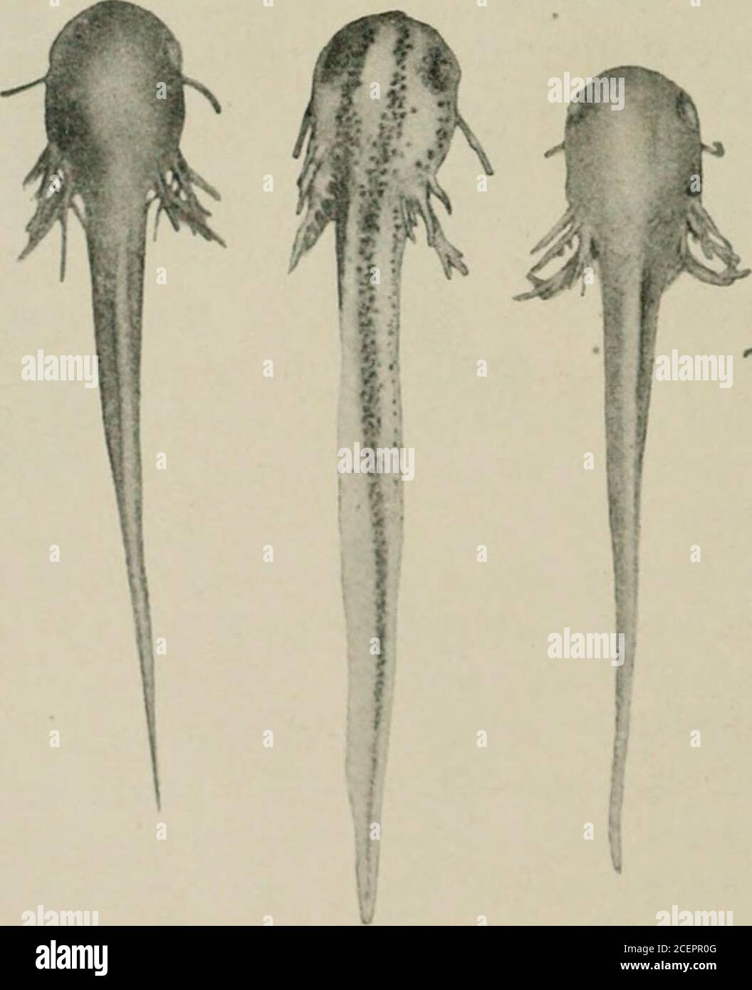. Radium, X rays and the living cell. CONTROLS Stock Photo Alamy