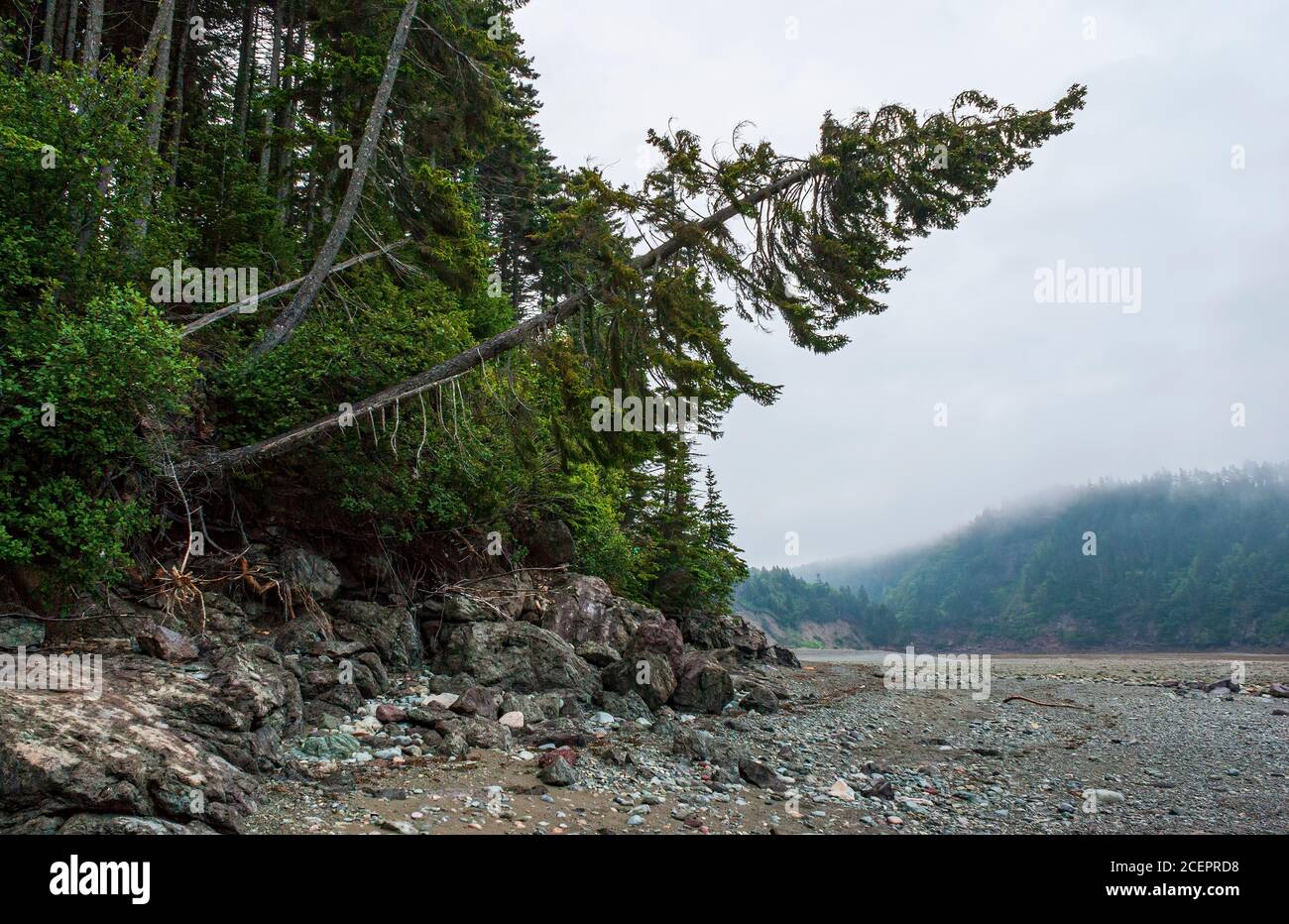 Leaning red spruce tree on the rocky banks of Point Wolfe River estuary, at low tide, under a foggy sky. Fundy National Park, New Brunswick, Canada Stock Photo