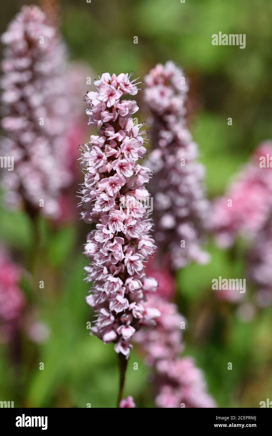 Purple Flowering Plant Koenigia campanulata Stock Photo
