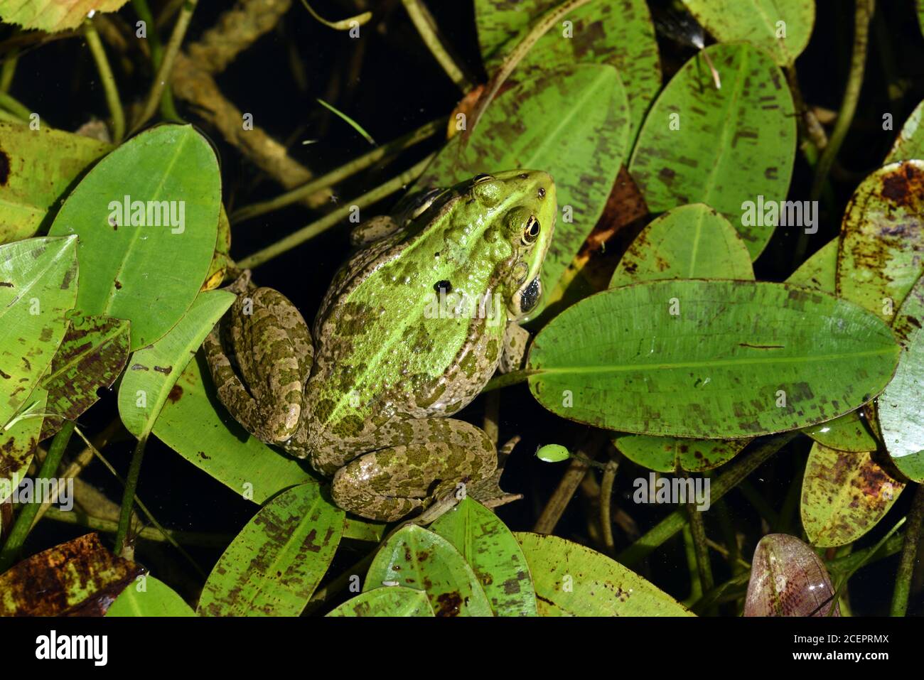 Common European Frog, Green Frog, Pond Frog or Edible Frog, Pelophylax kl. esculenta aka Rana esculenta in Garden Pond Stock Photo
