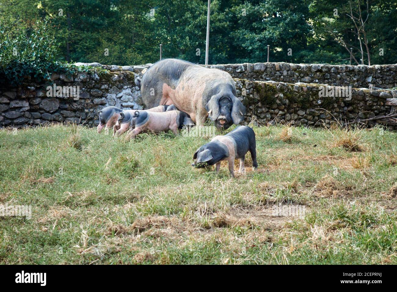 Newborn basque piglets suck the breasts of his mother. Basque pig, euskal txerria. Aldudes. Donobane garazi. BAsque Country. France. Stock Photo