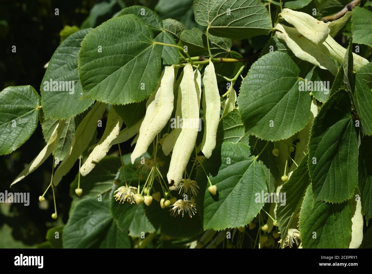 Flowers & Fruit of Large-leaved Linden Tree or Large-leaved Lime, Tilia platyphyllos Stock Photo