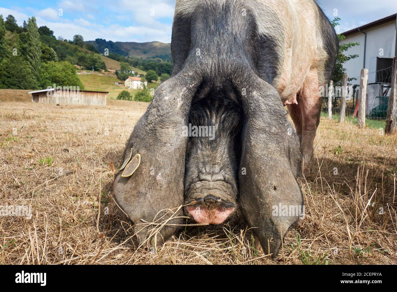 Basque black pig, euskal txerria. Aldudes. Donobane garazi. BAsque Country. France. Stock Photo