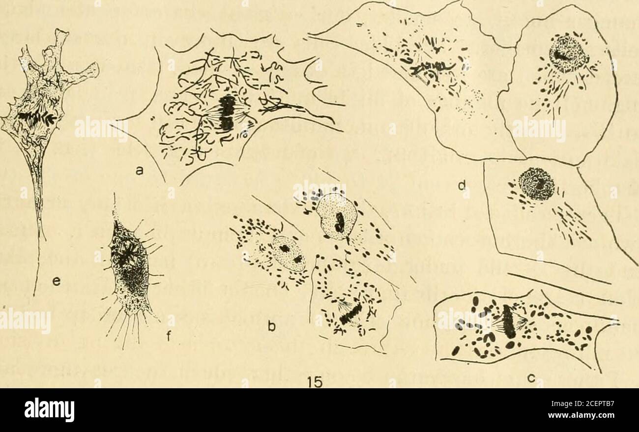 . The American journal of anatomy. 5 Arrangement of mitochondria during metaphase; a, b, c, f, cells from2-day cultures of heart from 5-day chick embryos; d, e, cells from a 3-day cultureof intestine from an 8-day chick embryo; X 540 diam. Fig. 16 Arrangement of mitochondria during anaphase and telephase andyoung daughter cells, a, b, c, from a 3-day culture of intestine from an 8-daychick; X 540 diam. Cell a, anaphase has 156 mitochondria, the two daughtercells, b, have 12? and 125 each, while the older daughter cell, c, has 151 mito-chondria; the neighboring adult cells in this region have b Stock Photo