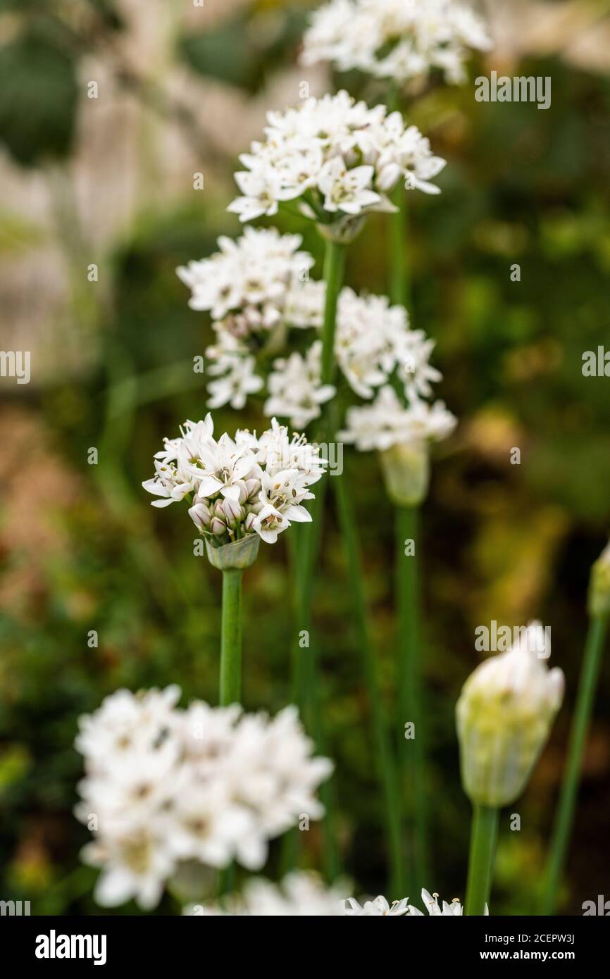 Chinese Chives or Garlic Chives - Allium tuberosum Stock Photo