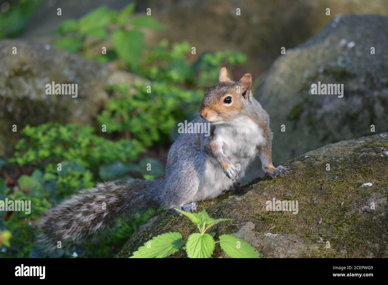 squirrel on nature Stock Photo