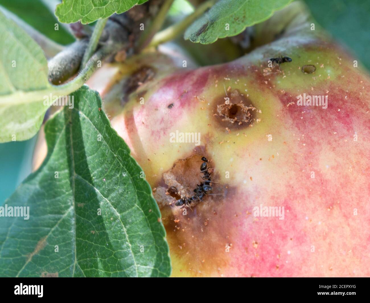 Close up of apple damaged by a worm on a branch.  Malus domestica Stock Photo