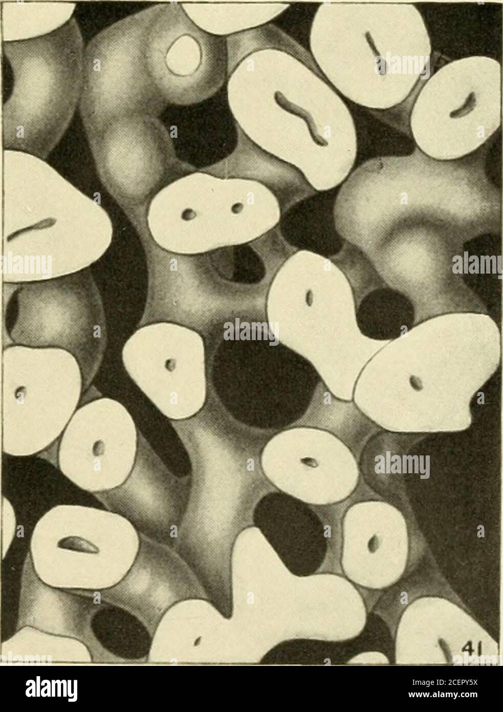 . The American journal of anatomy. 311 PLATE 6 EXPLANATION OF FIGURES ...