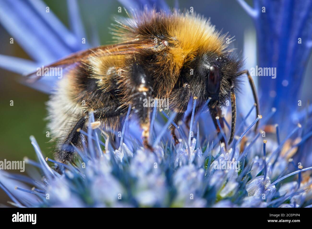 Bumblebee High Resolution Stock Photography and Images - Alamy