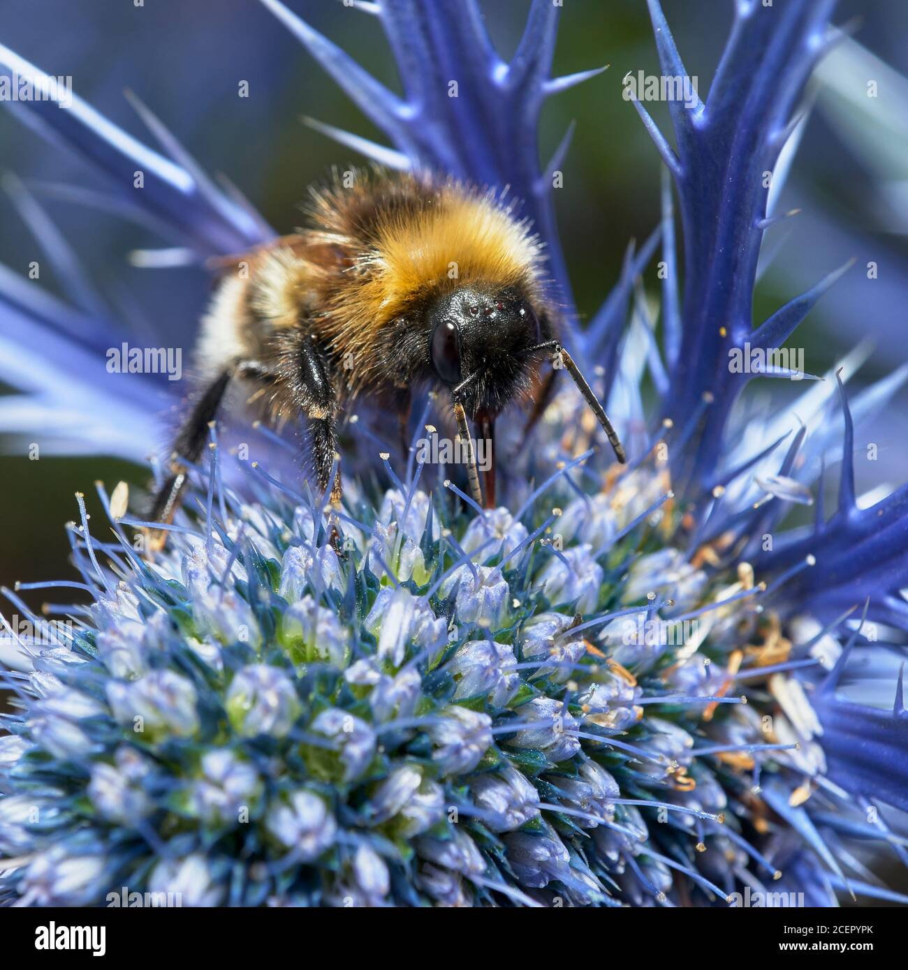 Angry Bumblebee Stock Photo - Download Image Now - Bee, Bumblebee, Close-up  - iStock