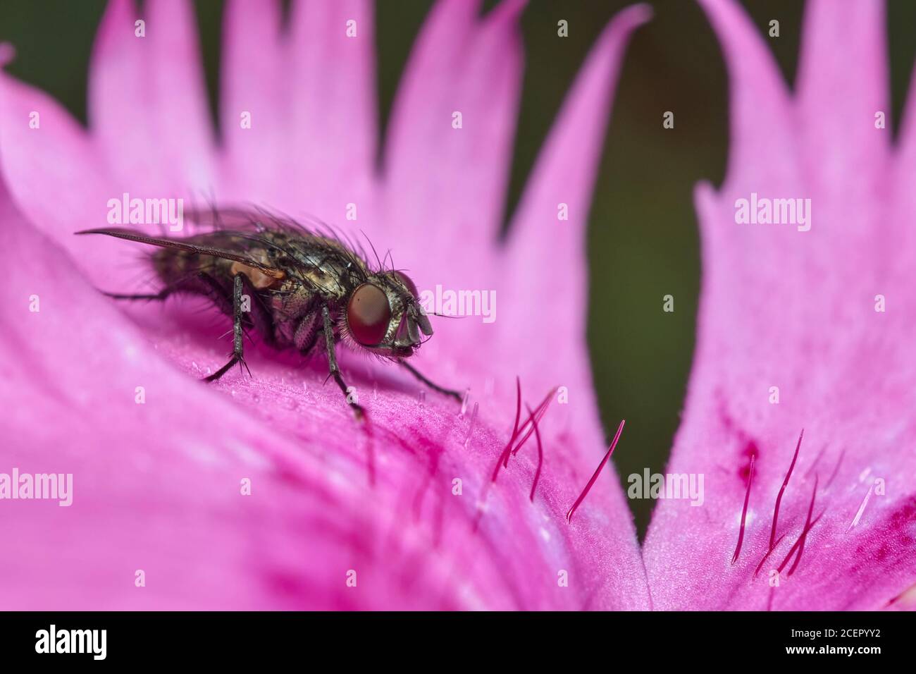 Housefly, Musca domestica, on a Feathered Pink Dianthus flower Stock Photo