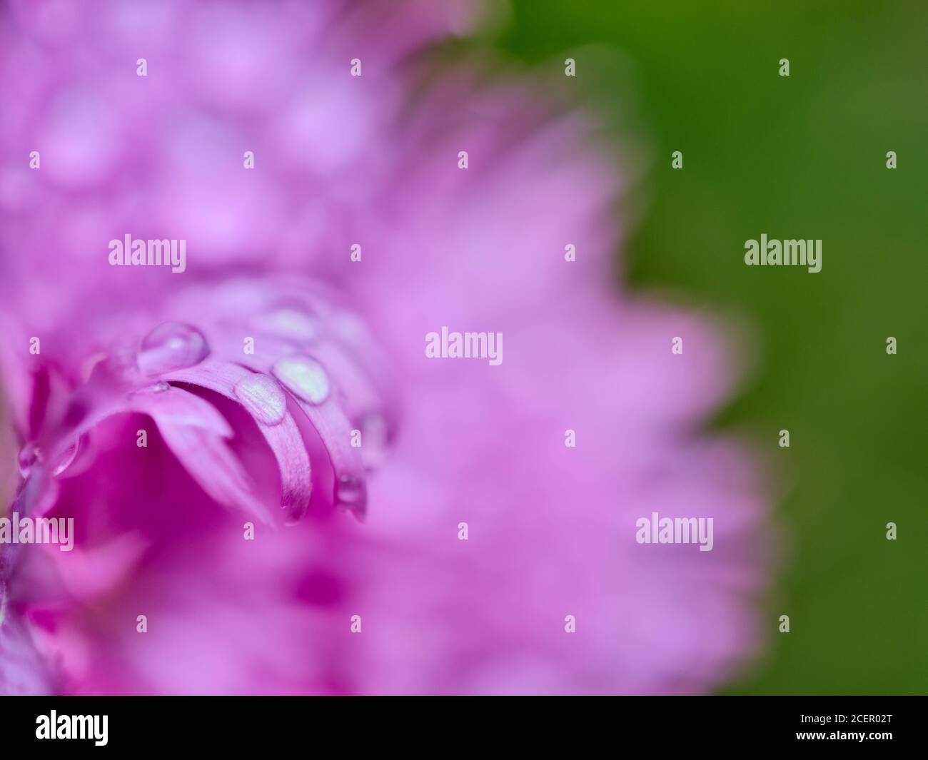 Water drops on Feathered Pink, Dianthus plumaris. Stock Photo