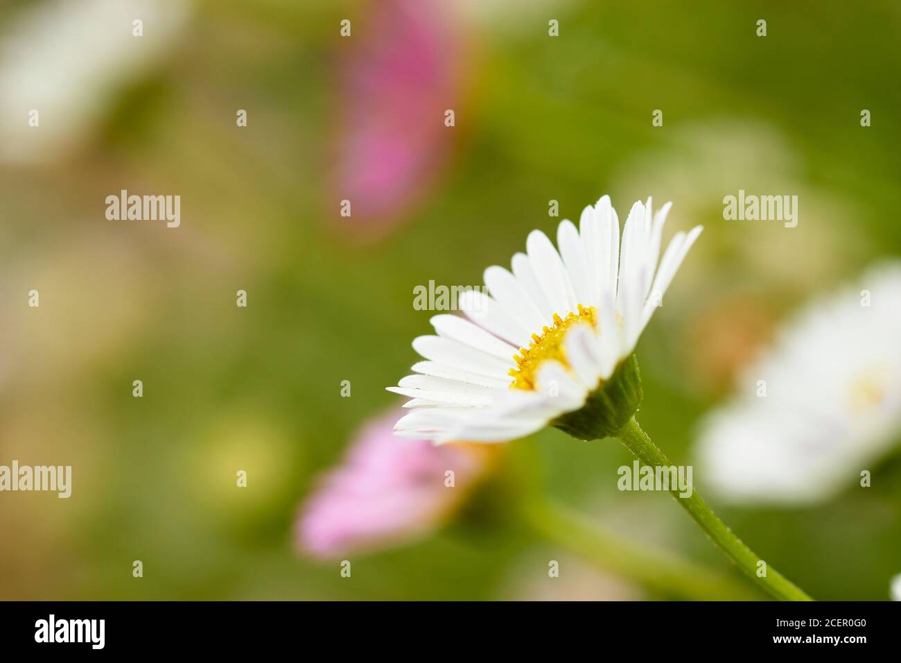 Mexican fleabane, Erigeron karvinskianus, garden perennial flower.  Clackmannanshire, Scotland Stock Photo