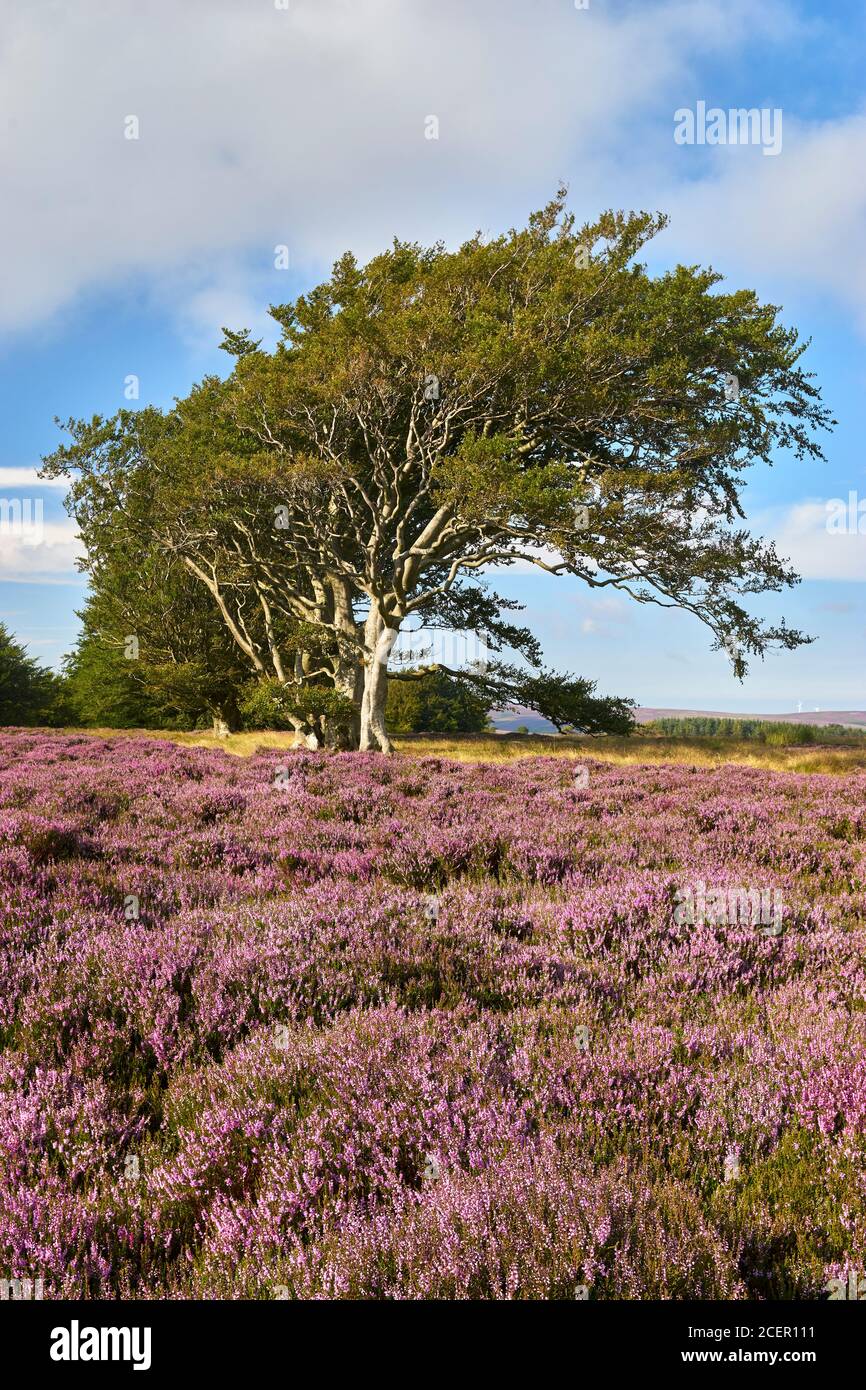 Beech trees and Ling Heather. Lammermuir Hills, East Lothian, Scotland Stock Photo
