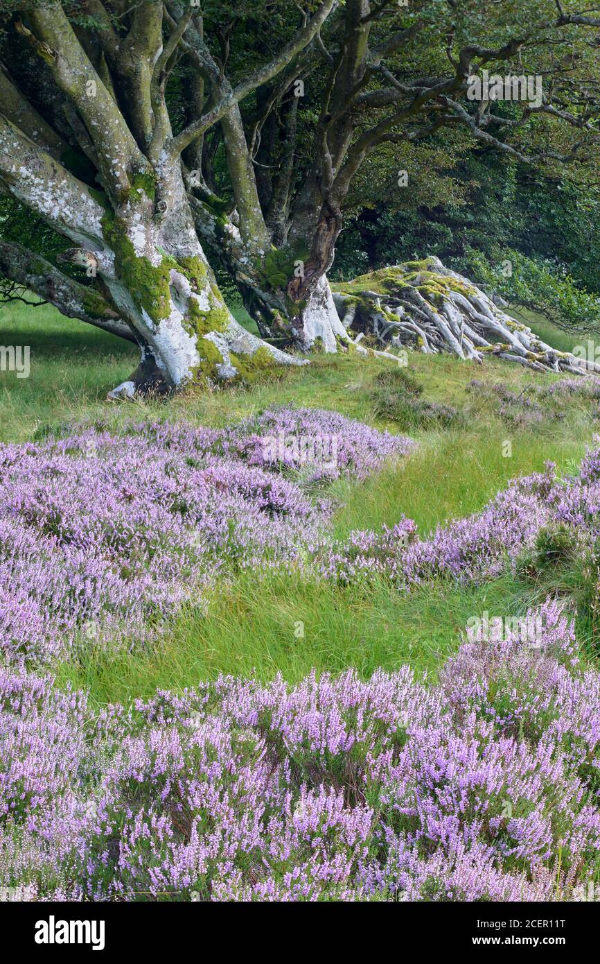 Beech trees and Ling Heather. Lammermuir Hills, East Lothian, Scotland Stock Photo
