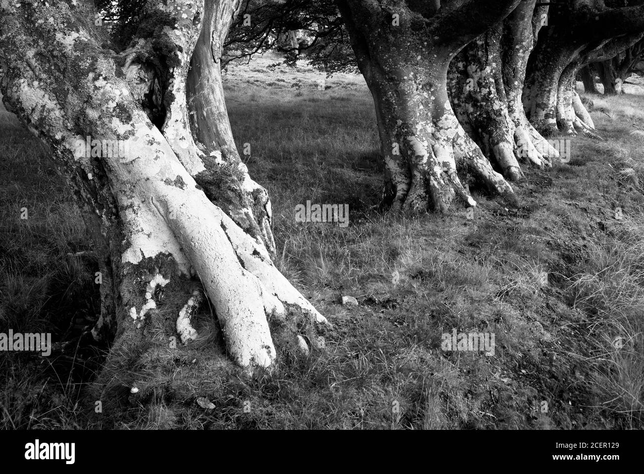 Row of Beech trees, Lammermuir Hills, East Lothian, Scotland.  Black and White Stock Photo