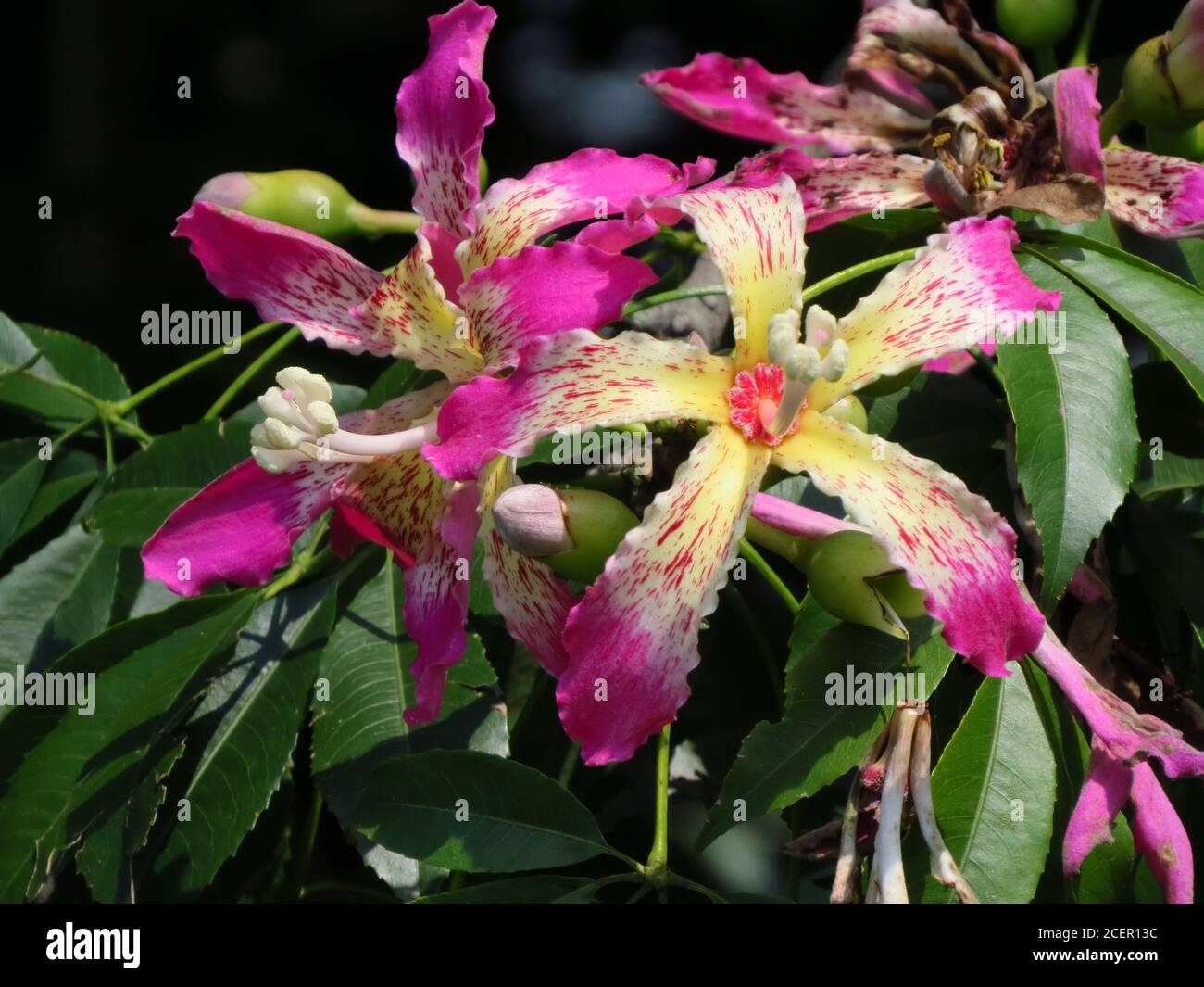 Closeup Shot Of A Floss Silk Tree Flowers And Green Leaves On The Background Stock Photo Alamy