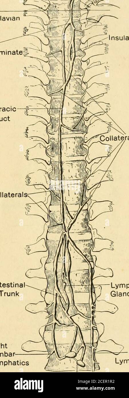 left subclavian vein anatomy