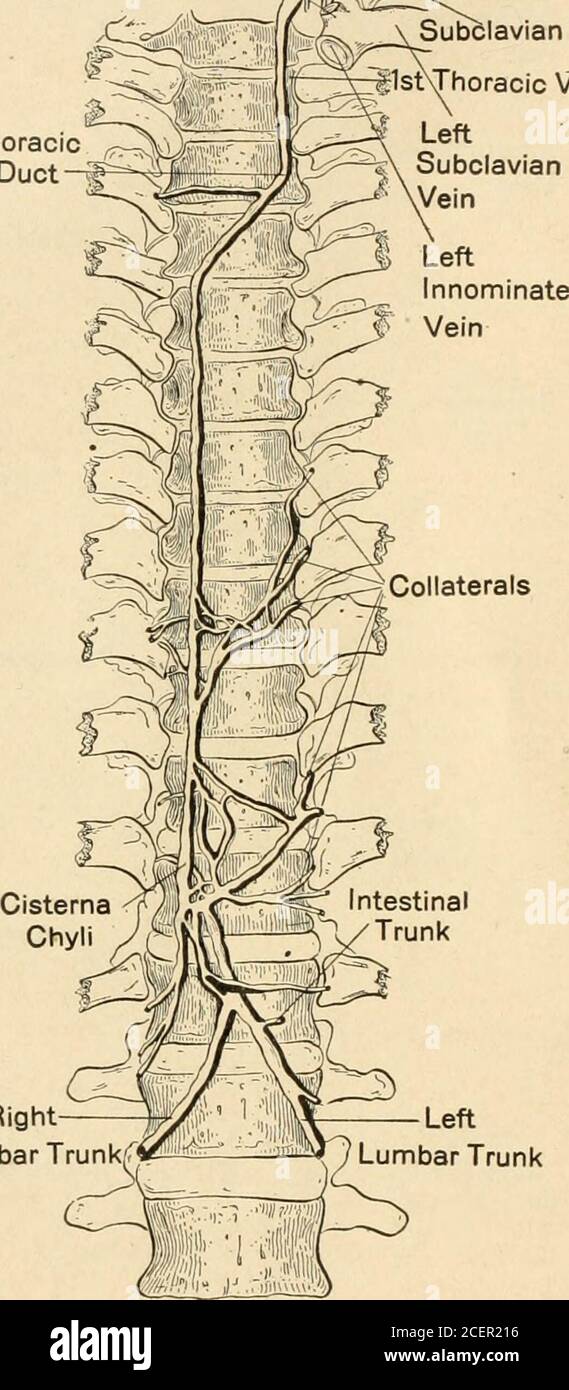 The American Journal Of Anatomy Rightlumbar Trunk Leftlumbar Trunk 21 Fig 20 Type 6 Thoracic Duct In A Male White Subject Age 57 Note The Largelymph Gland Associated With The Thoracic