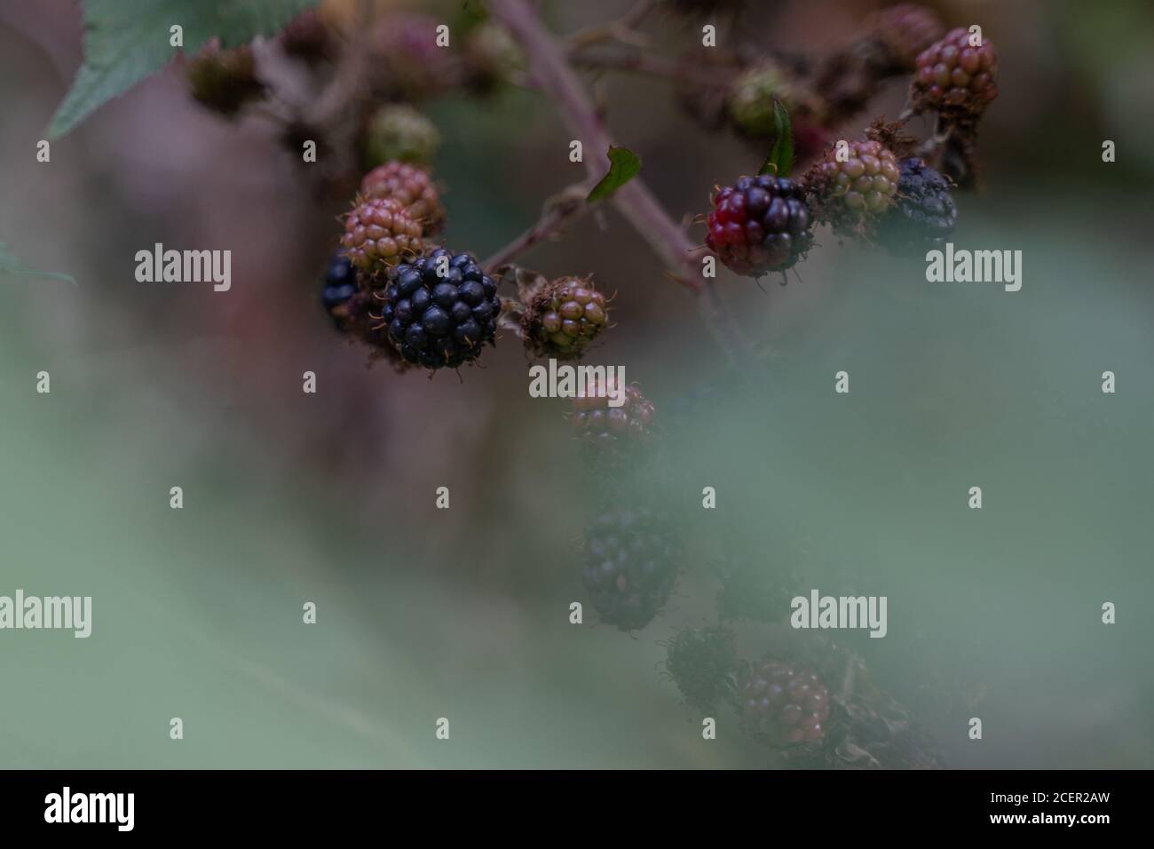 Growing boysenberries hires stock photography and images Alamy