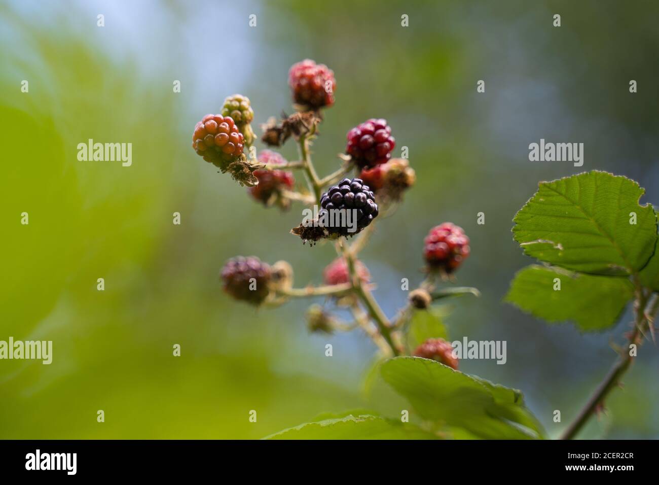 Boysenberry growing hires stock photography and images Alamy