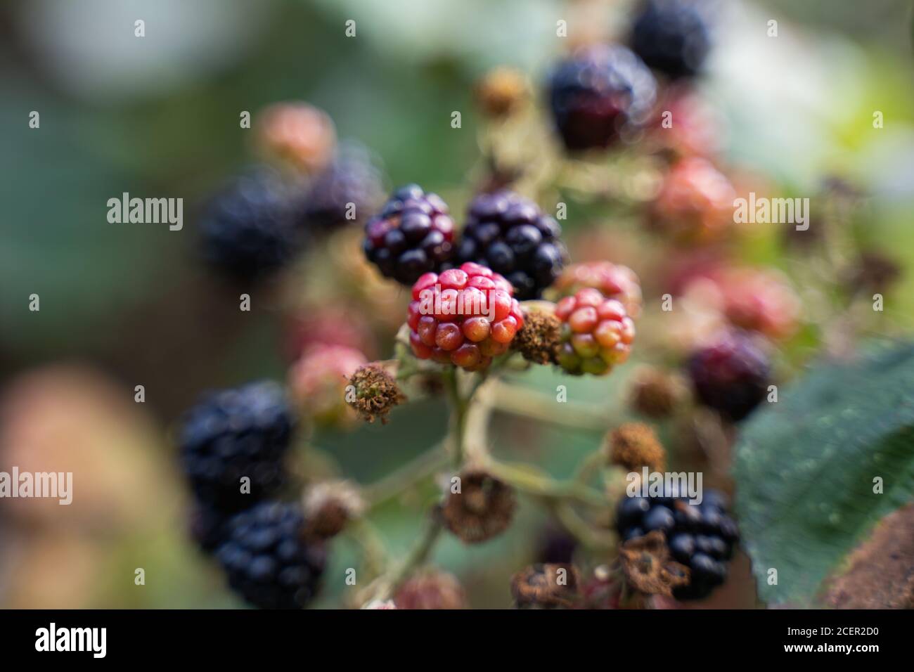 Boysenberry growing hires stock photography and images Alamy