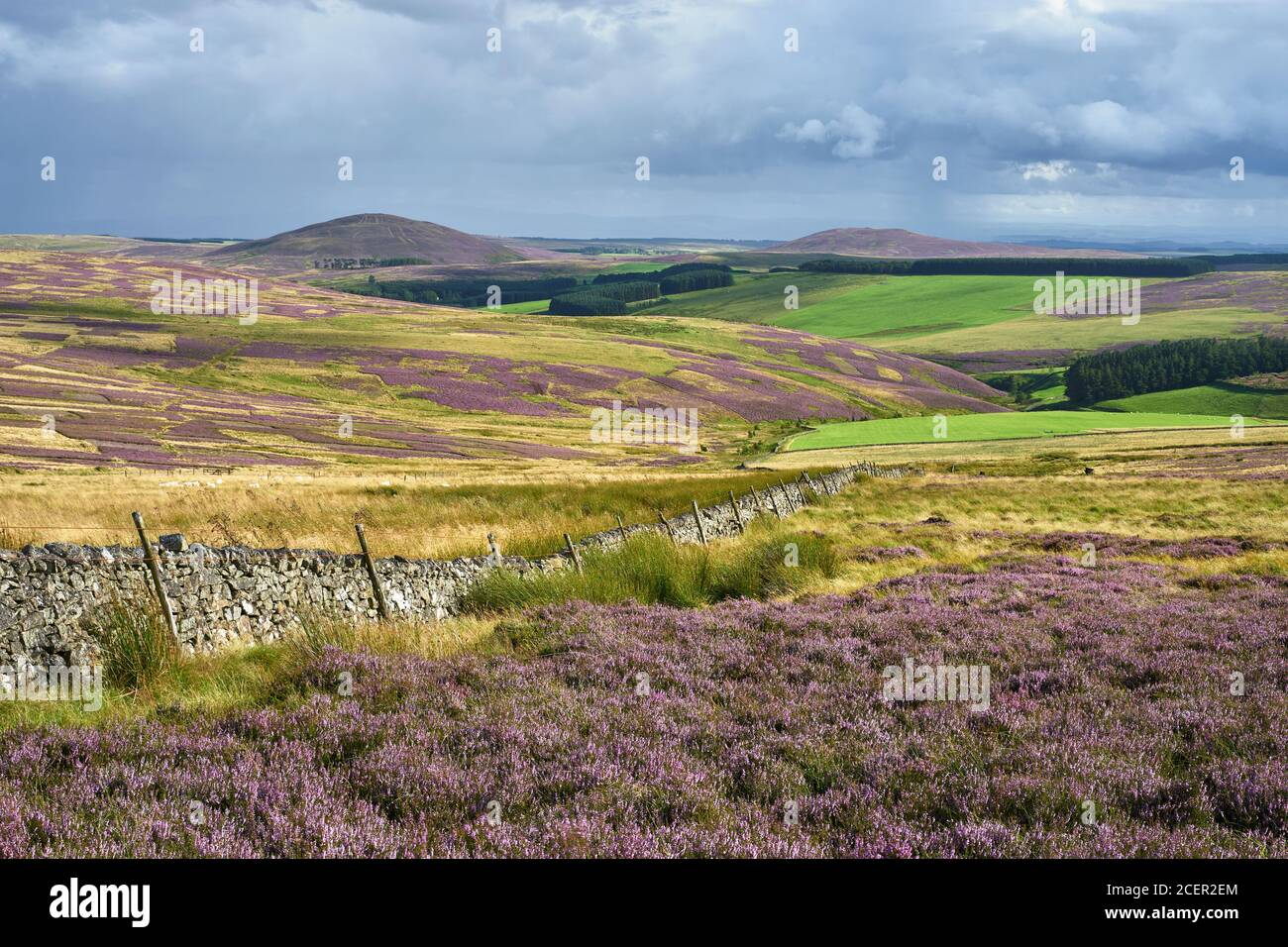 Heather Moor in the Lammermuir Hills.  Looking south to Dirrington Great Law and Dirrington Little Law.  Scottish Borders, Scotland. Stock Photo