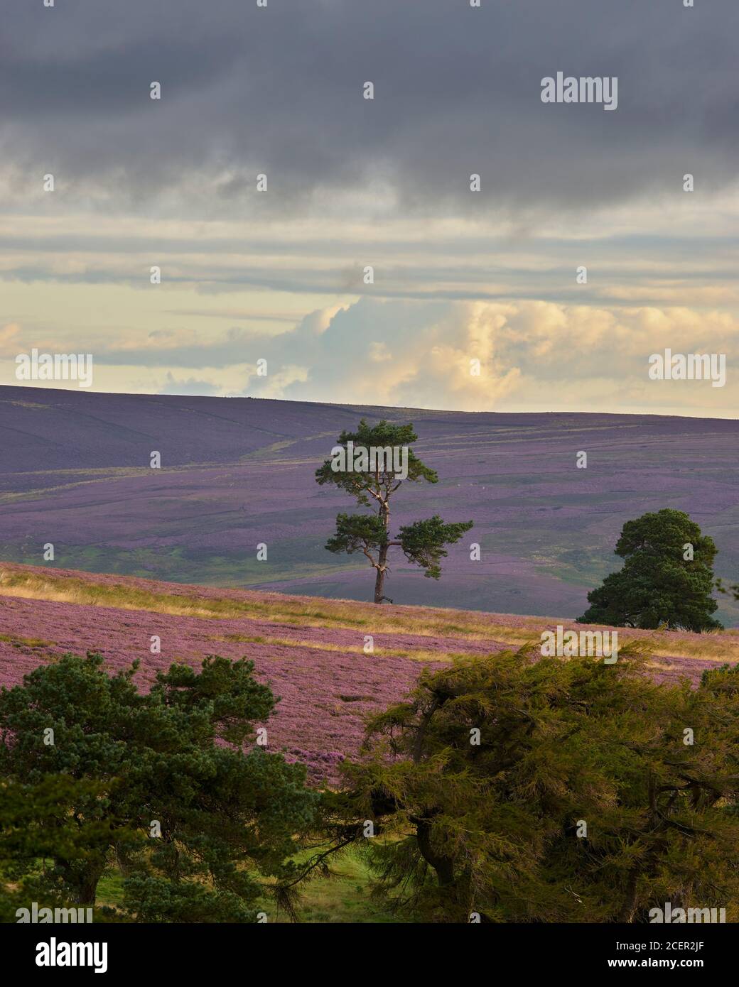 Trees on heather moor, Lammermuir Hills, East Lothian, Scotland Stock Photo