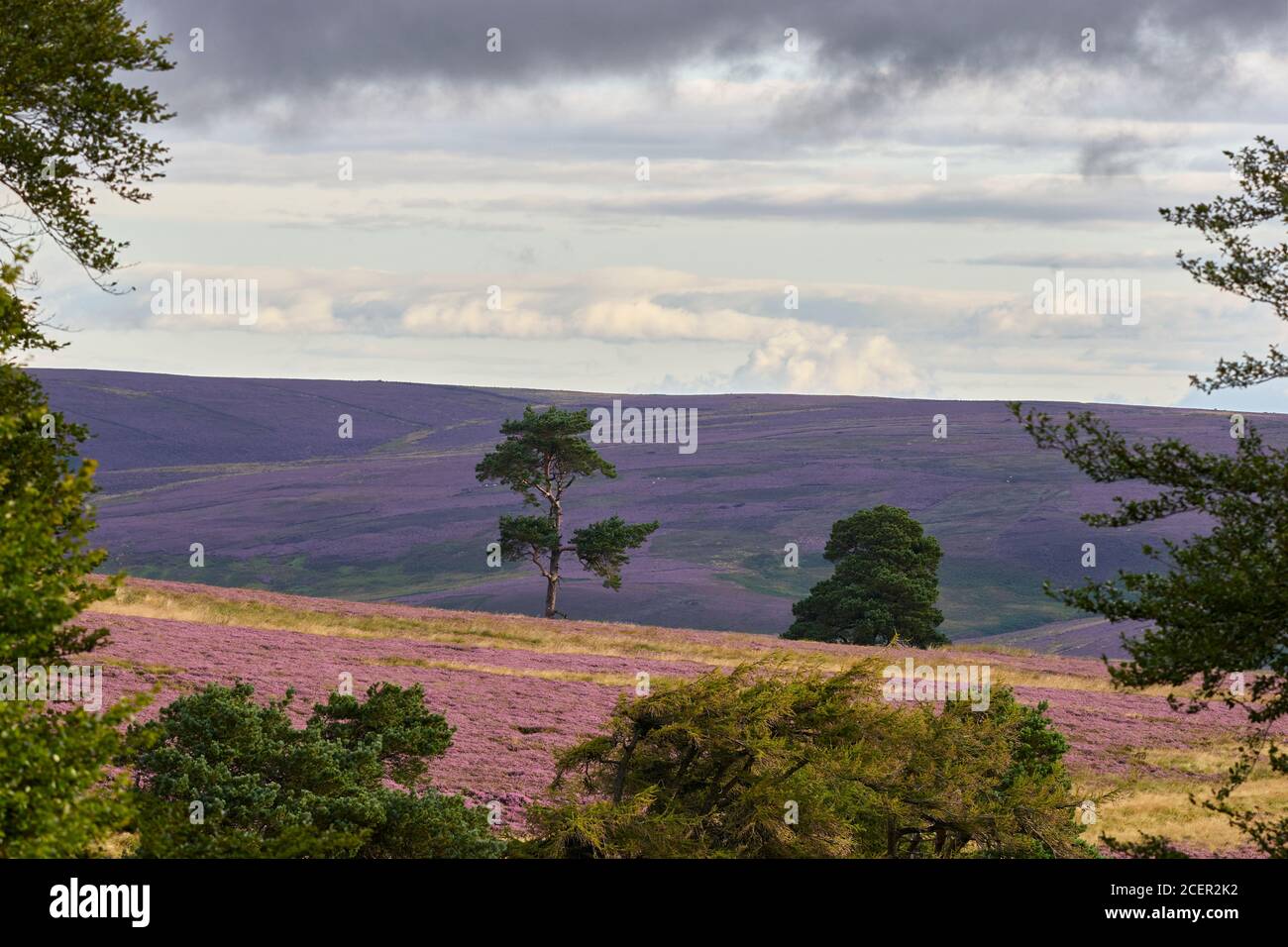 Trees on heather moor, Lammermuir Hills, East Lothian, Scotland Stock Photo