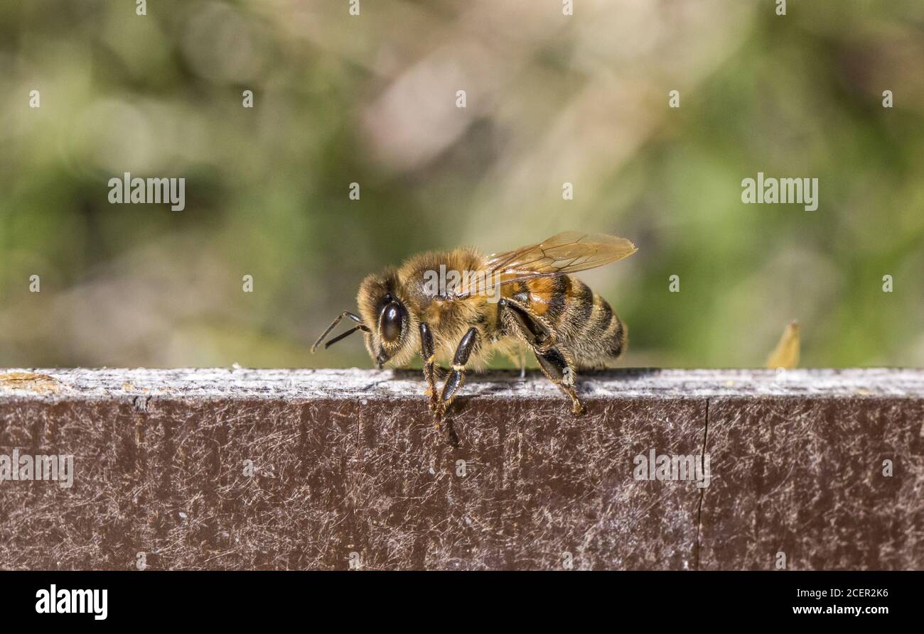 Bee honeybee apis blossom hi-res stock photography and images - Alamy