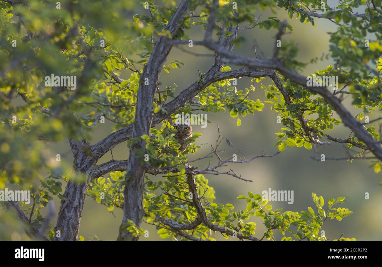 Beautiful shot little tree hi-res stock photography and images - Alamy