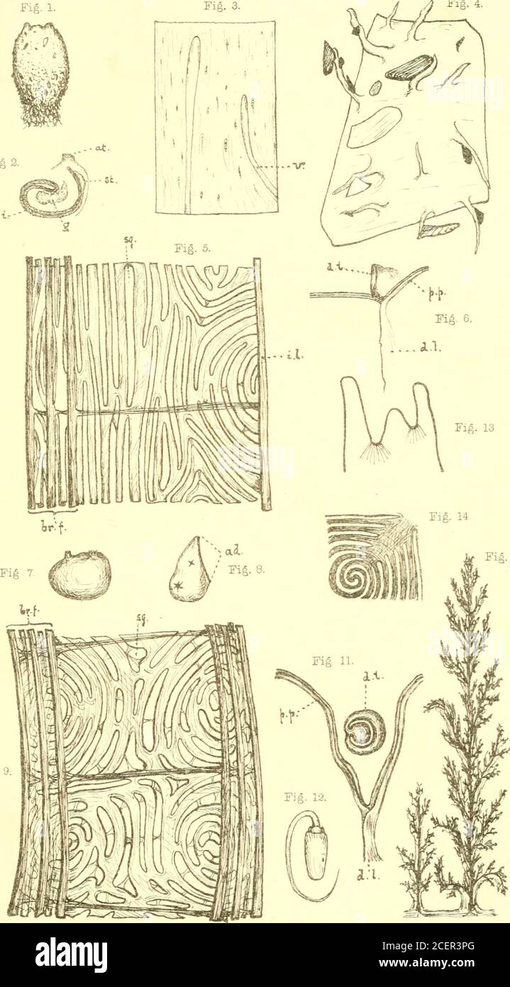 . Report upon the fauna of Liverpool Bay and the neighboring seas. most members ofthe genus Molgula and agrees with Molgula (Pera) chrys-tallma* Moller, from which species, however, it differstotally in external appearance and in the condition ofthe test. The dorsal tubercle (PL XIIL, fig. 6) is in that in-teresting, simple condition which I first described! in thecases of Molgula pijriformis and Eiigyra kerguelenensis,and which has since been found in the case of several otherspecies. The alimentary canal is very long, and is closely foldedupon itself throughout the whole length (PI. XIIL, fi Stock Photo
