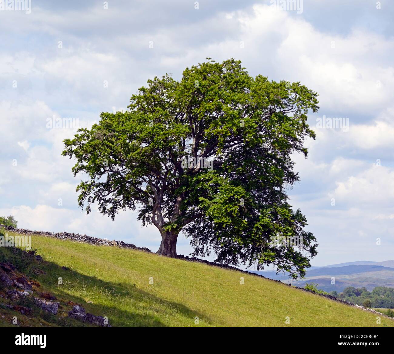 Beech tree. June 2020. Kendal Fell, Kendal, Cumbria, England, United Kingdom, Europe. Stock Photo